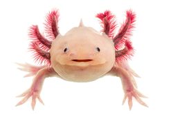 Der Axolotl sieht aus wie ein Drache, oder?