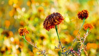 Das Gras verdorrt, die Blume verwelkt, aber das Wort unseres Gottes bleibt ewiglich (Jesaja 40, 1–8). Foto: pixabay