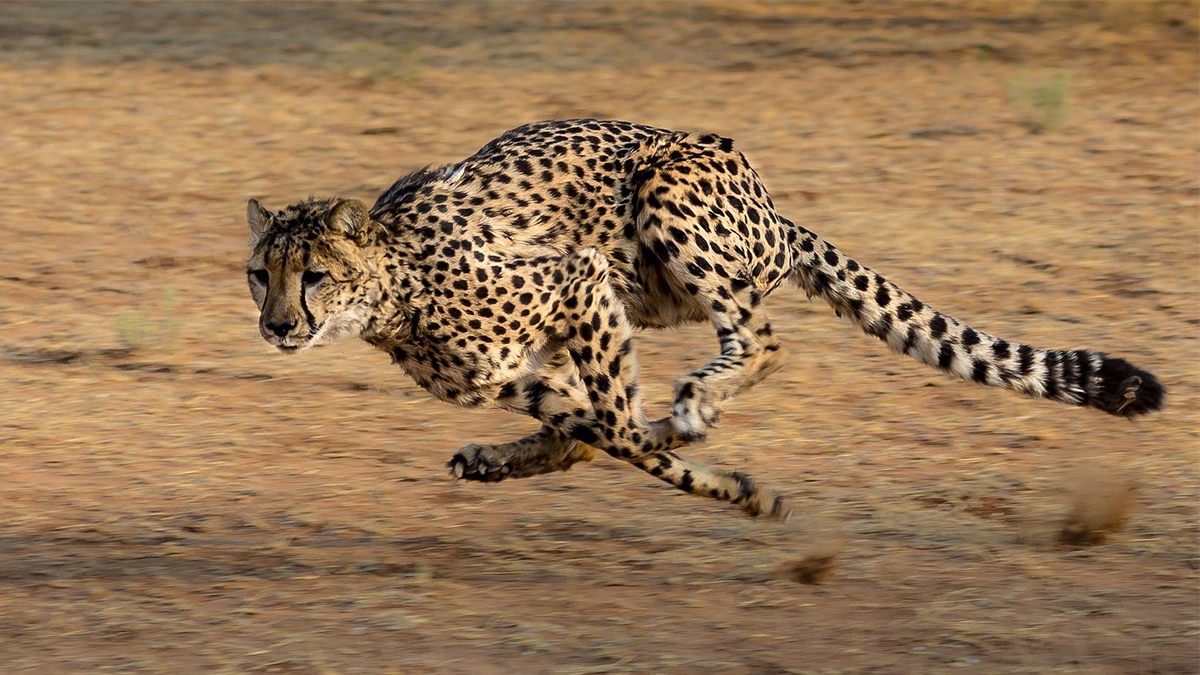 Schnell, wendig und ein gefährlicher Jäger: Die Eigenschaften des Geparden sollen auch dem 2010 ausgemusterten Flugabwehrpanzer „Gepard“ zugeschrieben werden, der jetzt an die Ukraine geliefert werden soll. Foto: pixabay