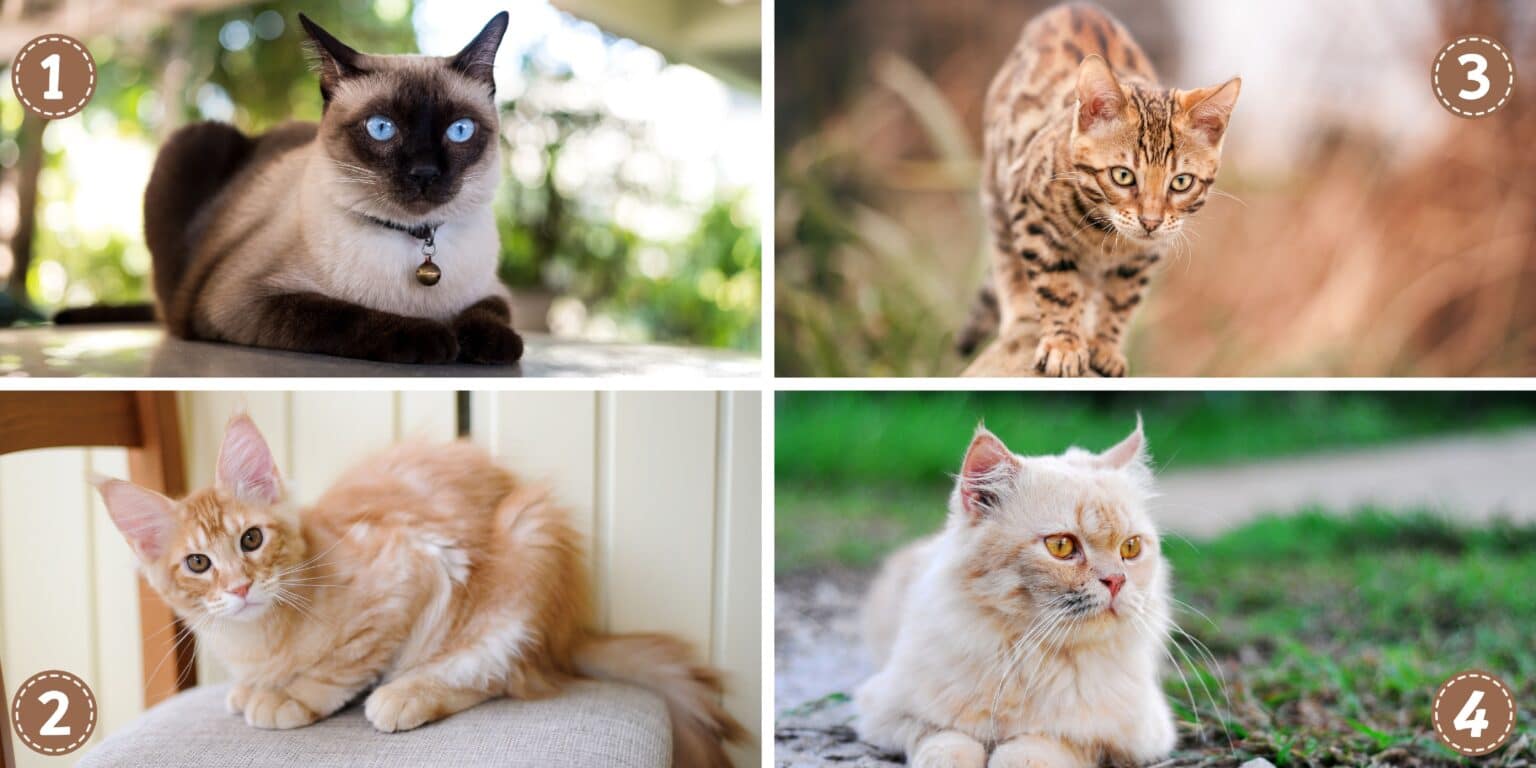 Persönlichkeitstest: Entdecken Sie die Geheimnisse Ihres Charakters, indem Sie eine der 4 Katzen auf diesem Bild auswählen!